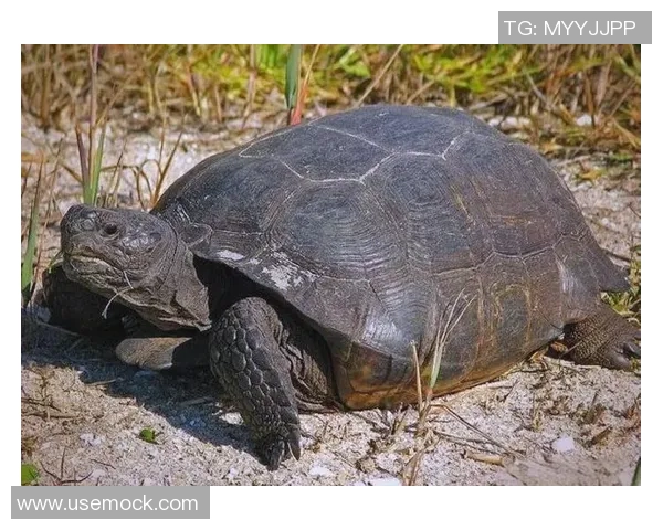 龟龟三双,菜鸟绽放